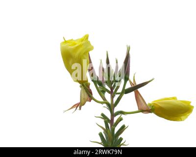 Primrose gialle fiorite, staccate, dettaglio Foto Stock