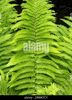 Qualche foglia di felce verde chiaro, dettaglio Foto Stock