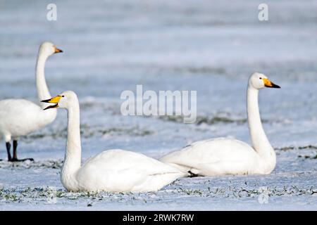 Whooper Swan, la femmina depone 4, 7 uova, in eccezioni una pochette può contenere 12 uova (foto cigni Whooper (Cygnus cygnus) su un prato innevato) Foto Stock