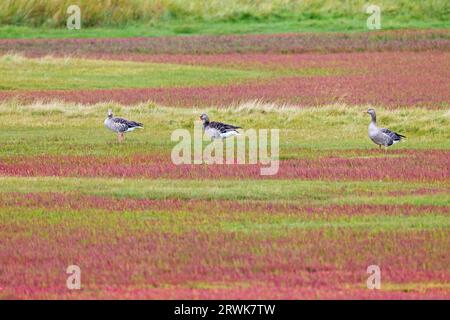 Le oche Greylag (Anser anser) costruiscono il loro nido sul terreno, più raramente anche sulle radici degli alberi (foto oche Greylag in un prato di sale con l'erba di vetro dentro Foto Stock