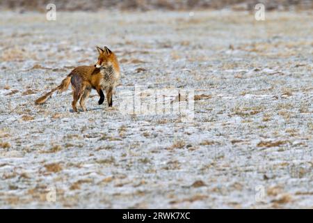 Le volpi rosse (Vulpes vulpes) che soffrono di mange perdono grandi aree della loro pelliccia e possono perdere oltre il 50% del loro peso corporeo (foto Red Fox con Foto Stock