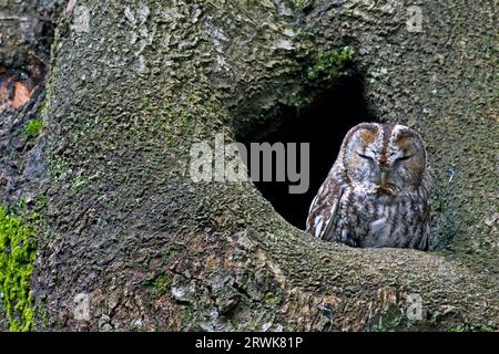 Tawny Owl (Strix aluco) caccia al crepuscolo e di notte (foto Tawny Owl che riposa di fronte a una buca), Tawny Owl caccia al crepuscolo, alba e notte (Gufo bruno) Foto Stock