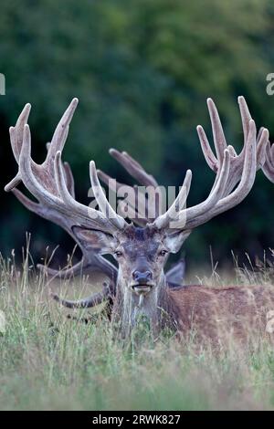 Cervo rosso nella fase di crescita il velluto aiuta a proteggere le corna appena formate (foto cervo rosso (Cervus elaphus) con le corna di velluto), cervo rosso Foto Stock