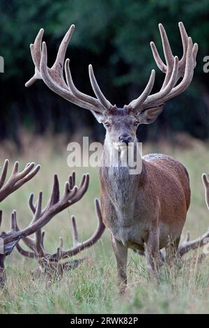 Cervo rosso nella fase di crescita il velluto aiuta a proteggere le corna appena formate (foto cervo rosso (Cervus elaphus) con le corna di velluto), cervo rosso Foto Stock