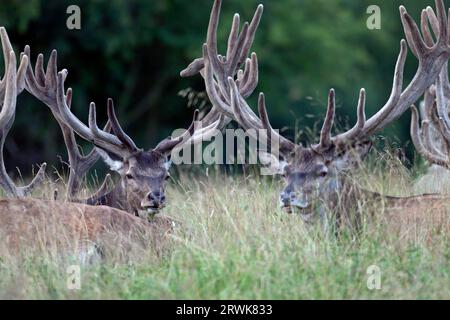 Cervo rosso nella fase di crescita il velluto aiuta a proteggere le corna appena formate (foto cervo rosso (Cervus elaphus) con le corna di velluto), cervo rosso Foto Stock