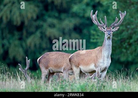 Cervo rosso nella fase di crescita il velluto aiuta a proteggere le corna appena formate (foto cervo rosso (Cervus elaphus) con le corna di velluto), cervo rosso Foto Stock