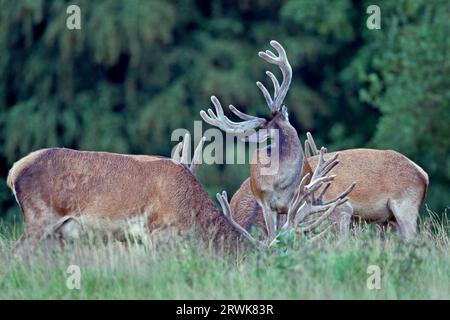 Cervo rosso nella fase di crescita il velluto aiuta a proteggere le corna appena formate (foto cervo rosso (Cervus elaphus) con le corna di velluto), cervo rosso Foto Stock