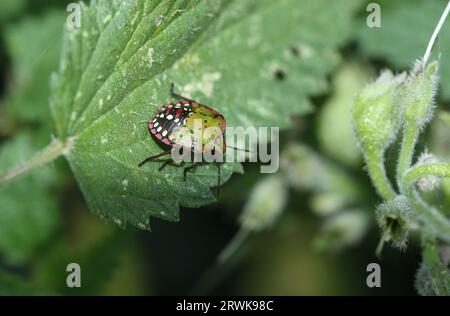 Una rara ninfa Southern Green Shield Bug, nezara viridula, che poggia su una foglia di ortica pungente. Foto Stock