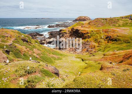 I Nobbies e il paesaggio circostante durante la stagione degli accoppiamenti per i gabbiani in una calda giornata primaverile a Philip Island, Victoria, Australia Foto Stock