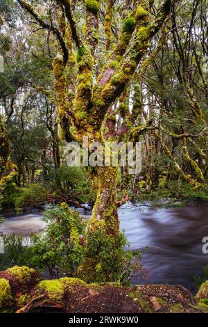 La famosa passeggiata incantata e il paesaggio a Cradle Mountain, Tasmania, Australia Foto Stock