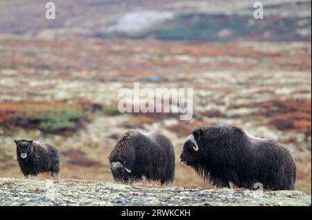 Buoi muschiati (Ovibos moschatus) vitello vagante nella tundra colorata autunnalmente (bue muschiato), vitello mucca Muskox vagante nella tundra colorata autunnalmente Foto Stock