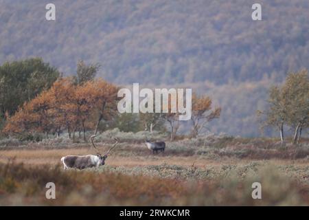 La renna è l'unica specie di cervidi in cui le femmine hanno anche corna, ma le corna dei tori sono molto più grandi (fotomo e mucca) (eurasiatica Foto Stock