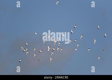 Stormo di gabbiani dalla testa nera per tempesta all'interno, sciame di gabbiani dalla testa nera per tempesta all'interno Foto Stock