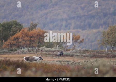 La renna è l'unica specie di cervidi in cui le femmine hanno anche corna, ma le corna dei tori sono molto più grandi (fotomo e mucca) (eurasiatica Foto Stock