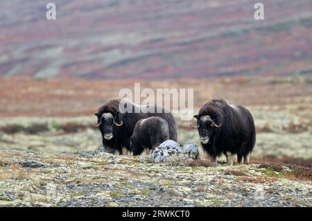 Buoi muschiati (Ovibos moschatus) vitello vagante nella tundra colorata autunnalmente (bue muschiato), vitello mucca Muskox vagante nella tundra colorata autunnalmente Foto Stock