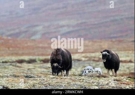 Buoi muschiati (Ovibos moschatus) vitello che pascolano nella tundra colorata autunnalmente (bue muschiato), vitello mucca Muskox che pascolano nella tundra colorata autunnalmente Foto Stock