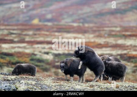 Buoi muschiati (Ovibos moschatus) vitelli che suonano nella tundra colorata in autunno (bue muschiato), vitello mucca Muskox che suona nella tundra colorata in autunno Foto Stock