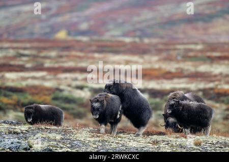 Buoi muschiati (Ovibos moschatus) vitelli che suonano nella tundra colorata in autunno (bue muschiato), vitello mucca Muskox che suona nella tundra colorata in autunno Foto Stock