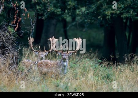 Fallow Deer (Cervus dama) (Damschaufler wenige Tage vorbeginn), Fallow Deer hart alcuni giorni di fronte alle partenze di Rut, Dama dama (dama) Foto Stock