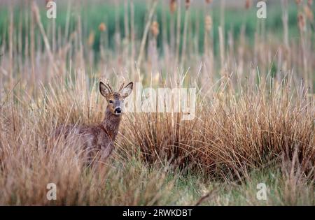 Roe Deer Buck in Change of coat (Rehwild) (Reh), Roe Deer Buck in Change of coat (Capreolus capreolus) Foto Stock