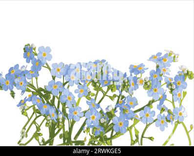 Vettore orizzontale senza giunture bordo con blu Forget-me-not fiori su sfondo bianco. Illustrazione Vettoriale