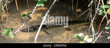 Pike Esox lucius, Arundel wwt in ruscello sole luminoso caldo fine estate vicino alla superficie per ossigeno. Corpo lungo marmorizzato verde marrone bocca larga coda larga Foto Stock