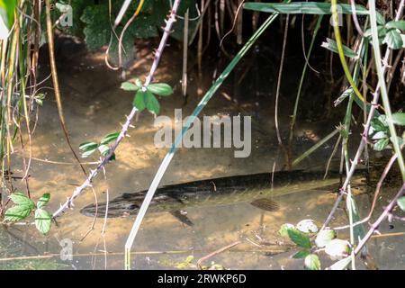 Pike Esox lucius, Arundel wwt in ruscello sole luminoso caldo fine estate vicino alla superficie per ossigeno. Corpo lungo marmorizzato verde marrone bocca larga coda larga Foto Stock