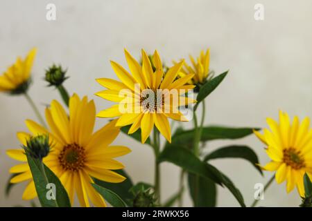 Un bouquet di carciofo di Gerusalemme, chiamato anche radice solare, girasole selvatiche, topinambur, o fiori di mele di terra Foto Stock