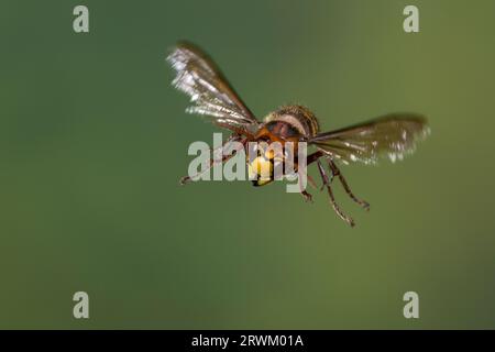 Hornisse, Hornissen, societé Flug, fliegend, Vespa crabro, hornet, calabroni, marrone hornet, Europeo hornet, volo, volare, Le frelon européen Foto Stock