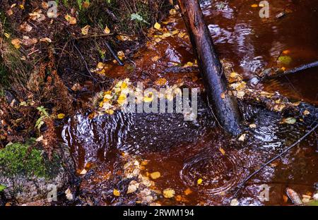 PFAS sopra i valori delle linee guida i​​n una foresta. Foto Stock