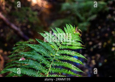 PFAS sopra i valori delle linee guida i​​n una foresta. Foto Stock