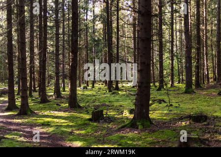 PFAS sopra i valori delle linee guida i​​n una foresta. Foto Stock