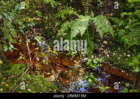 PFAS sopra i valori delle linee guida i​​n una foresta. Foto Stock