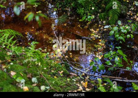 PFAS sopra i valori delle linee guida i​​n una foresta. Foto Stock