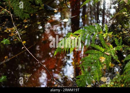 PFAS sopra i valori delle linee guida i​​n una foresta. Foto Stock