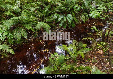 PFAS sopra i valori delle linee guida i​​n una foresta. Foto Stock