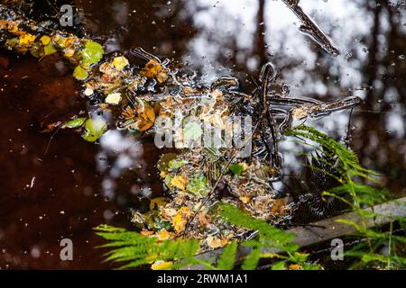 PFAS sopra i valori delle linee guida i​​n una foresta. Foto Stock