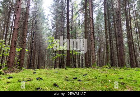 PFAS sopra i valori delle linee guida i​​n una foresta. Foto Stock