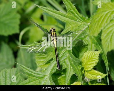Comune Clubtail Dragonfly (Gomphus vulgatissimus) tenerale adulto appena emerso, riposa su foglia, Herefordshire, Inghilterra, maggio Foto Stock