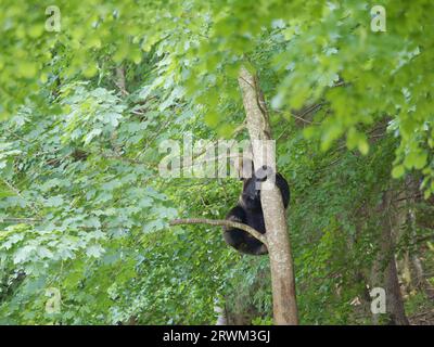 European Brown Bear – arrampicata su un albero Ursus arctos arctos Carpazi Mountains, Romania MA004191 Foto Stock