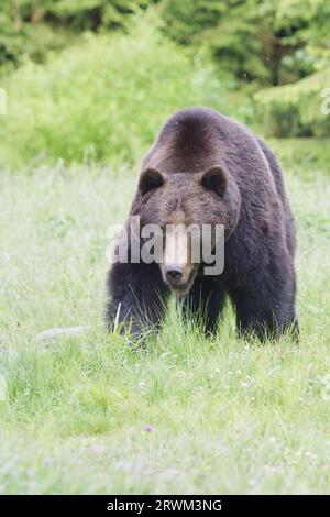 European Brown Bear – Large male Ursus arctos arctos Carpazi Mountains, Romania MA004210 Foto Stock