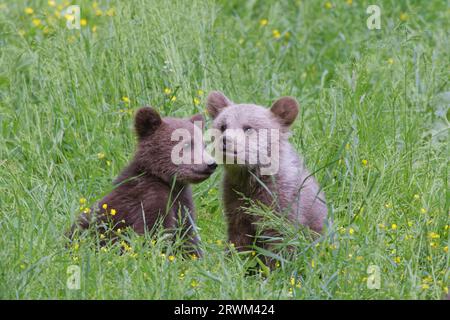 Orso bruno europeo - due cuccioli Ursus arctos arctos Carpazi, Romania MA004307 Foto Stock