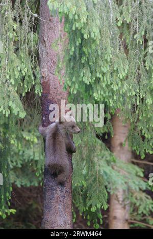 Orso bruno europeo - cucciolo in albero Ursus arctos arctos Carpazi, Romania MA004336 Foto Stock