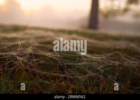 Ragnatela autunnale sull'erba con gocce di rugiada. Foto Stock