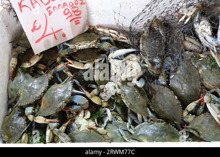 Frutti di mare in vendita al mercato municipale centrale di Varvakios, Atene, Grecia Foto Stock