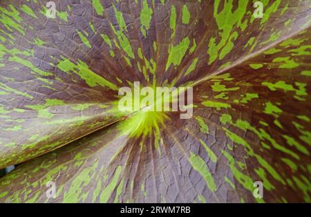 Splendido tappetino variegato viola scuro rosso e verde per gigli d'acqua galleggiante in uno stagno Foto Stock