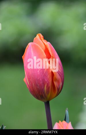 Singolo Tulip Triumph arancione/rosso/viola (Tulipa) "Princess Irene" coltivato in un cottage Garden inglese, Lancashire, Inghilterra, Regno Unito Foto Stock