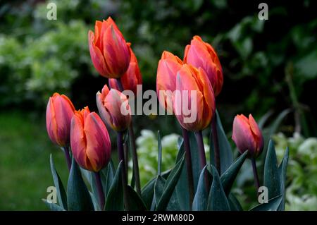 Mazzo di tulipani Triumph (Tulipa) arancione/rosso/viola "Princess Irene" coltivato in un confine in un cottage Garden inglese, Lancashire, Inghilterra, Regno Unito Foto Stock
