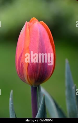 Singolo Tulip Triumph arancione/rosso/viola (Tulipa) "Princess Irene" coltivato in un cottage Garden inglese, Lancashire, Inghilterra, Regno Unito Foto Stock