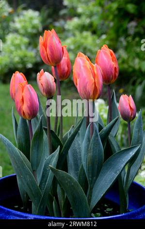 Mazzo di tulipani Triumph (Tulipa) arancione/rosso/viola "Princess Irene" coltivato in un confine in un cottage Garden inglese, Lancashire, Inghilterra, Regno Unito Foto Stock